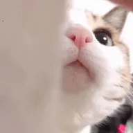 Dexѿǹ2025°汾v7.2.0 Ѱ