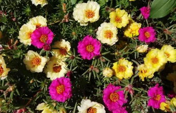 花加云选 花加云选