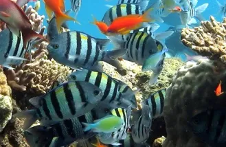 ����ģ����2026�ٷ����°汾