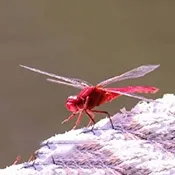 �����ѵ��Ӻ���(����ֱ��Ӧ��)v1.0 �ֻ���